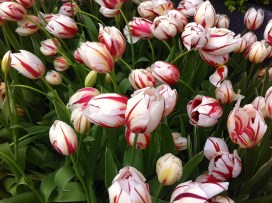white and pink tulips, wit rose tulpen