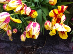geel rode tulpen, yellow red tulips