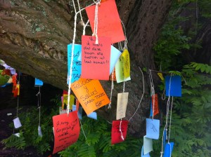 Wensboom, Oosterpark, Amsterdam, april 2014