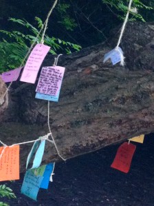 Wensboom, Oosterpark, Amsterdam, april 2014