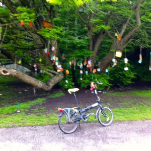 Wensboom, Oosterpark, Amsterdam, april 2014