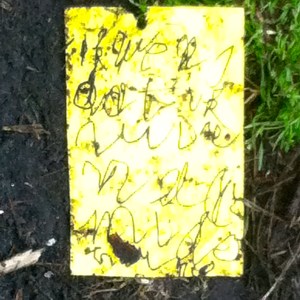 Wensboom, Oosterpark, Amsterdam, april 2014