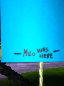 Wensboom, Oosterpark, Amsterdam, april 2014