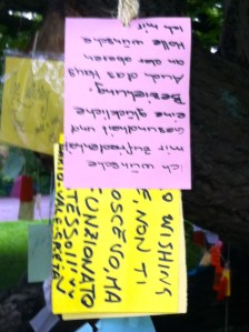 Wensboom, Oosterpark, Amsterdam, april 2014