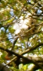 lepelaar, broedende lepelaar op nest, parende lepelaars