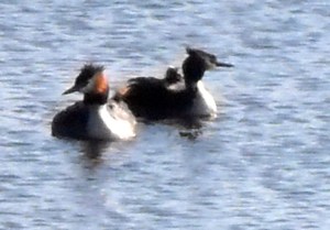 fuut met jongen op rug