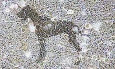 Hond, studenten met hond, lezende hond, hondenzaken, hond met mens