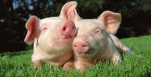 verliefde varkentjes