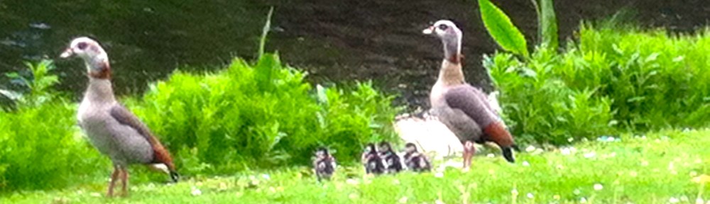 nijlganzen met jongen