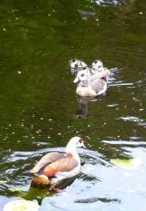 nijlganzen met jongen