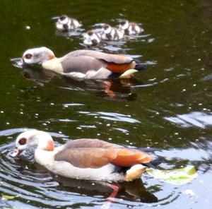 nijlganzen met jongen