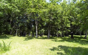 Boeddha.s. boeddhabeelden in Plum Village, mudra's, handhoudingen, mediteren, contemplatie, beelden, boeddha in het bos, onder de bomen, boeddha