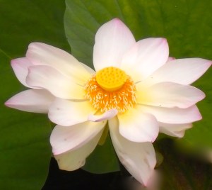 lotus, no mud no lotus, lotusflower