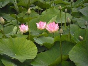 lotus, no mud no lotus, lotusflower