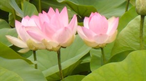 lotus, no mud no lotus, lotusflower