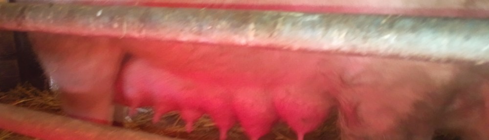 varkenstepels, rode tepels, grote tieten, borsten, batterij varkenstieten