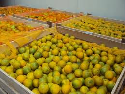 griep, sinaasappelen, persen van jus, hatsjoe, ziek zijn, virus , koutje gevat, ziek, 