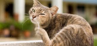 Vlooienplaag, KRIEBEL, JEUK, HONDEN MET JEUK, KATTEN MET JEUK, VLOOIEN, BESTRIJDEN VAN VLOOIEN, 