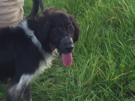 ZIJLDIJK, ZIJL, JOPPE, HOND, FIETS, BOOTJES, ZONLICHT, WOLKENLUCHTEN