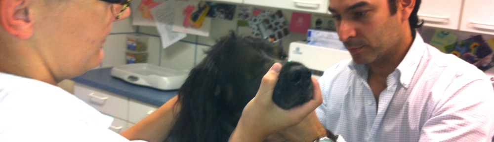 HOND MET DEMODEX, PARASIET BIJ HOND, KALE PLEKKEN SNOET HOND, DIERENARTS, MIJN DIERENKLINIEK, Kermani, DIERENARTSASSISTENTE