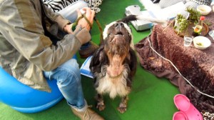 Grow Above the Grass Club, Molly Ackerman, EAE, expansionist Art Empire, hondje