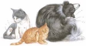 Vlooienplaag, KRIEBEL, JEUK, HONDEN MET JEUK, KATTEN MET JEUK, VLOOIEN, BESTRIJDEN VAN VLOOIEN, 