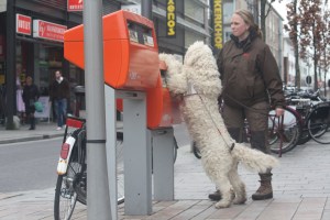 Guide Dog,blindengeleidehonden , hulphonden, hond is je beste vriend