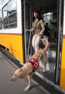 Guide Dog,blindengeleidehonden , hulphonden, hond is je beste vriend