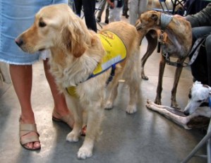 Guide Dog,blindengeleidehonden , hulphonden, hond is je beste vriend