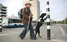 Guide Dog,blindengeleidehonden , hulphonden, hond is je beste vriend