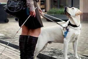 Guide Dog,blindengeleidehonden , hulphonden, hond is je beste vriend