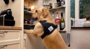 Guide Dog,blindengeleidehonden , hulphonden, hond is je beste vriend