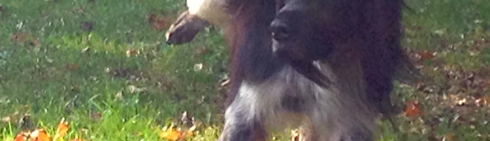 hondje, spelende hond, park met hond, wit/zwarte hond, hondjes, plassend hondje