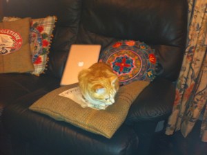 poesje op kussen , kleine kat op bank