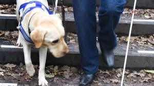 Guide Dog,blindengeleidehonden , hulphonden, hond is je beste vriend