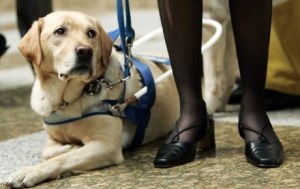blindengeleidehonden , hulphonden, hond is je beste vriend