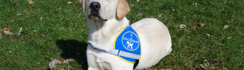 Guide Dog,blindengeleidehonden , hulphonden, hond is je beste vriend