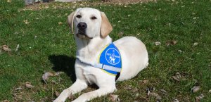 Guide Dog,blindengeleidehonden , hulphonden, hond is je beste vriend
