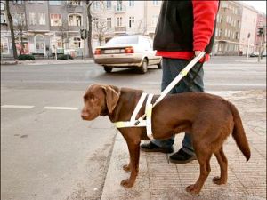 Guide Dog,blindengeleidehonden , hulphonden, hond is je beste vriend