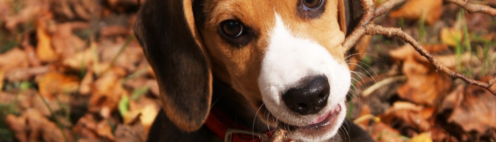 ondeugend hondje, hondje met stok, herfst, bladeren, lief hondje