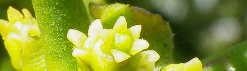 VISCUM ALBUM, VOGELLIJM, MARETAK, MISTLETOE, ABNOBA,