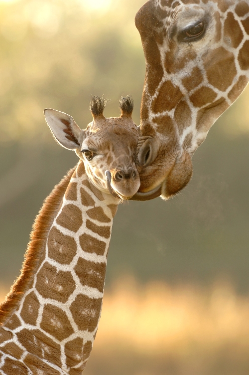 GIRAF, WILDLIFE, SAFARI, LEEUWEN, JAGERS, PRDITORS EN VICTIMS, SLACHTOFFERS, JACHT, LEEUWEN, HYENA'S, AASETERS, OLIFANT, MOEDERLEIFDE BIJ DIEREN