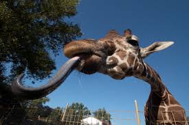 GIRAF, WILDLIFE, SAFARI, LEEUWEN, JAGERS, PRDITORS EN VICTIMS, SLACHTOFFERS, JACHT, LEEUWEN, HYENA'S, AASETERS, OLIFANT, MOEDERLEIFDE BIJ DIEREN