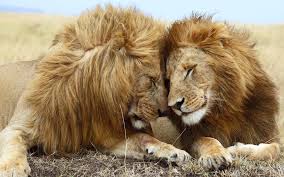 GIRAF, WILDLIFE, SAFARI, LEEUWEN, JAGERS, PRDITORS EN VICTIMS, SLACHTOFFERS, JACHT, LEEUWEN, HYENA'S, AASETERS, OLIFANT, MOEDERLEIFDE BIJ DIEREN