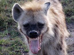 GIRAF, WILDLIFE, SAFARI, LEEUWEN, JAGERS, PRDITORS EN VICTIMS, SLACHTOFFERS, JACHT, LEEUWEN, HYENA'S, AASETERS, OLIFANT, MOEDERLEIFDE BIJ DIEREN