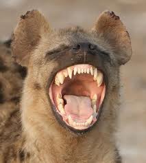 GIRAF, WILDLIFE, SAFARI, LEEUWEN, JAGERS, PRDITORS EN VICTIMS, SLACHTOFFERS, JACHT, LEEUWEN, HYENA'S, AASETERS, OLIFANT, MOEDERLEIFDE BIJ DIEREN