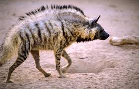 GIRAF, WILDLIFE, SAFARI, LEEUWEN, JAGERS, PRDITORS EN VICTIMS, SLACHTOFFERS, JACHT, LEEUWEN, HYENA'S, AASETERS, OLIFANT, MOEDERLEIFDE BIJ DIEREN