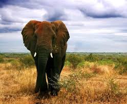 GIRAF, WILDLIFE, SAFARI, LEEUWEN, JAGERS, PRDITORS EN VICTIMS, SLACHTOFFERS, JACHT, LEEUWEN, HYENA'S, AASETERS, OLIFANT, MOEDERLEIFDE BIJ DIEREN