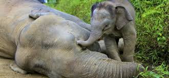 GIRAF, WILDLIFE, SAFARI, LEEUWEN, JAGERS, PRDITORS EN VICTIMS, SLACHTOFFERS, JACHT, LEEUWEN, HYENA'S, AASETERS, OLIFANT, MOEDERLEIFDE BIJ DIEREN