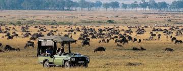 GIRAF, WILDLIFE, SAFARI, LEEUWEN, JAGERS, PRDITORS EN VICTIMS, SLACHTOFFERS, JACHT, LEEUWEN, HYENA'S, AASETERS, OLIFANT, MOEDERLEIFDE BIJ DIEREN
